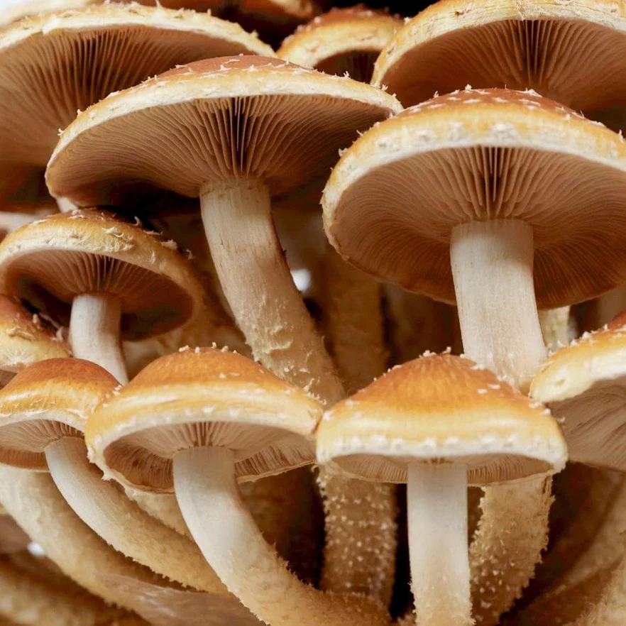 Chestnut Mushroom Live Culture Syringe