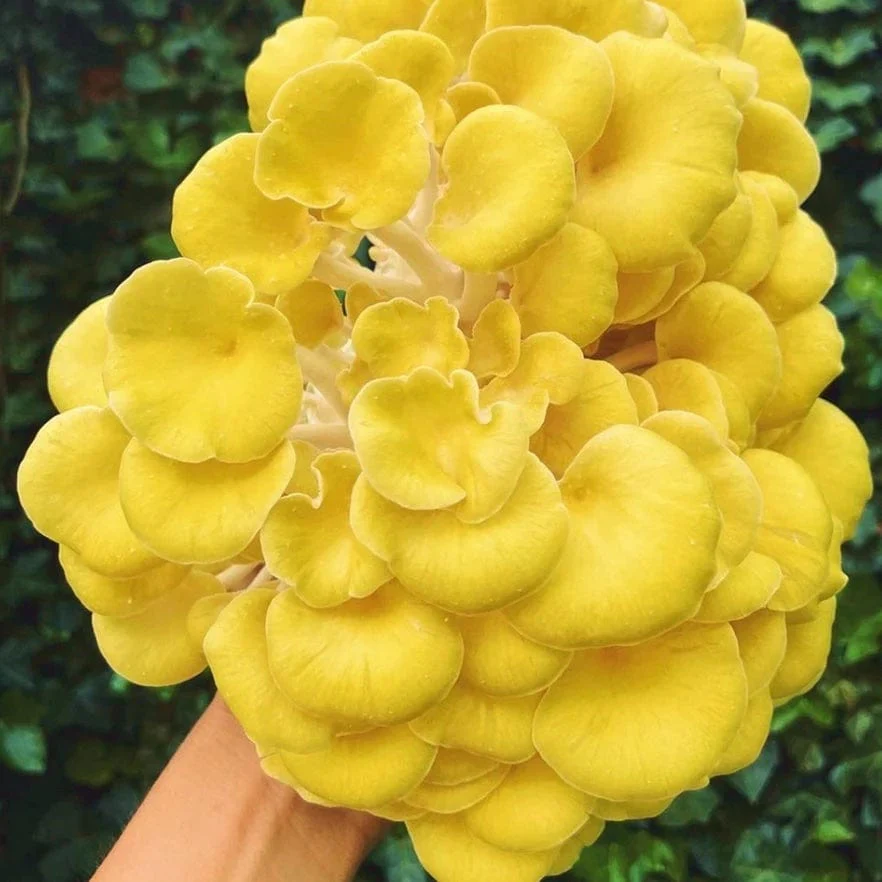 Golden Oyster Mushroom Live Culture Syringe