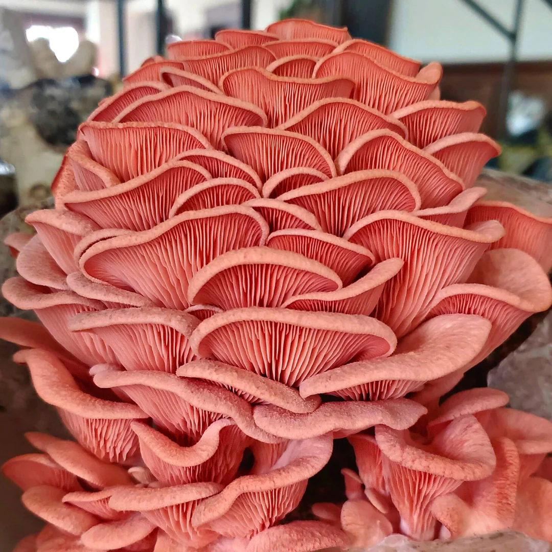 Pink Oyster Mushroom Live Culture Syringe