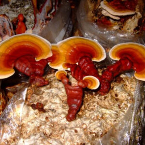 Reishi Mushroom Live Culture Syringe